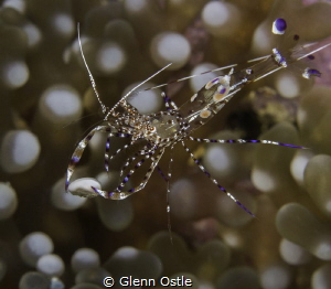 This tiny shrimp seems to be carrying a piece of the anem... by Glenn Ostle 